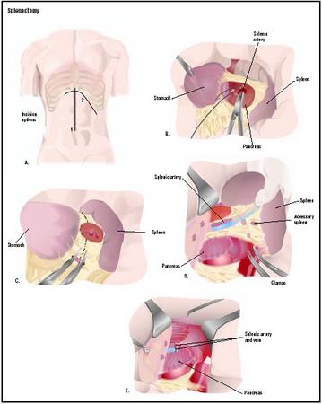 Function Of Spleen